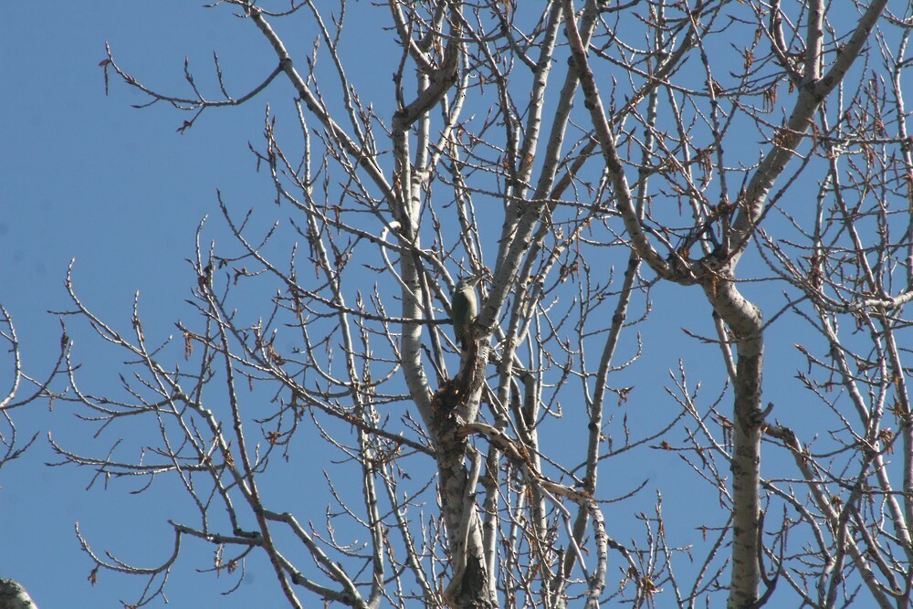 Pic cendré - ML646049979