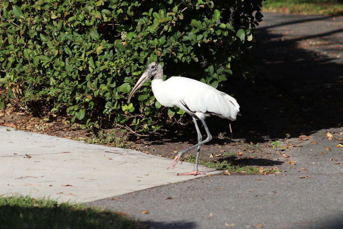 Wood Stork - ML646049987