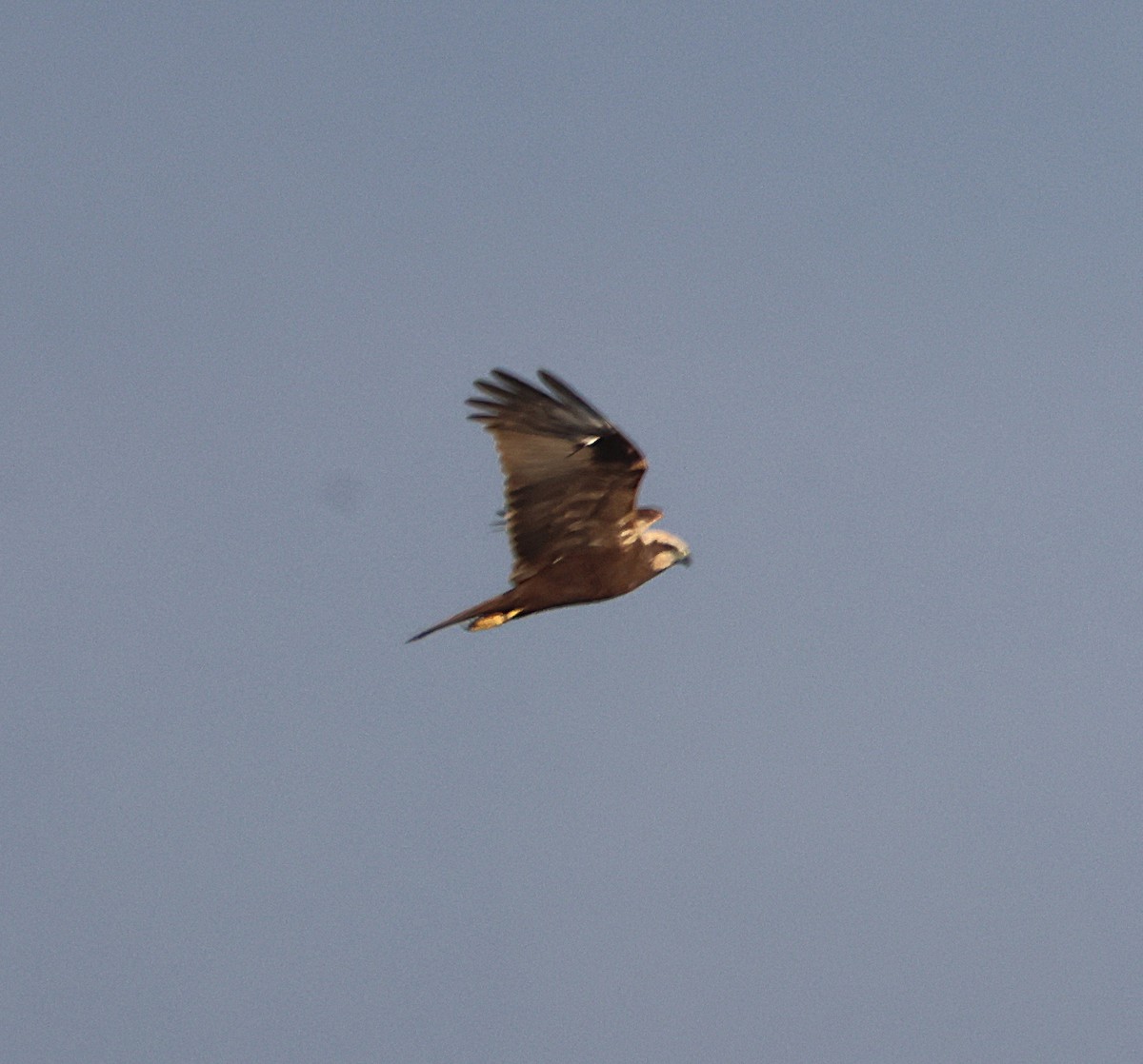 Western Marsh Harrier - ML646049988