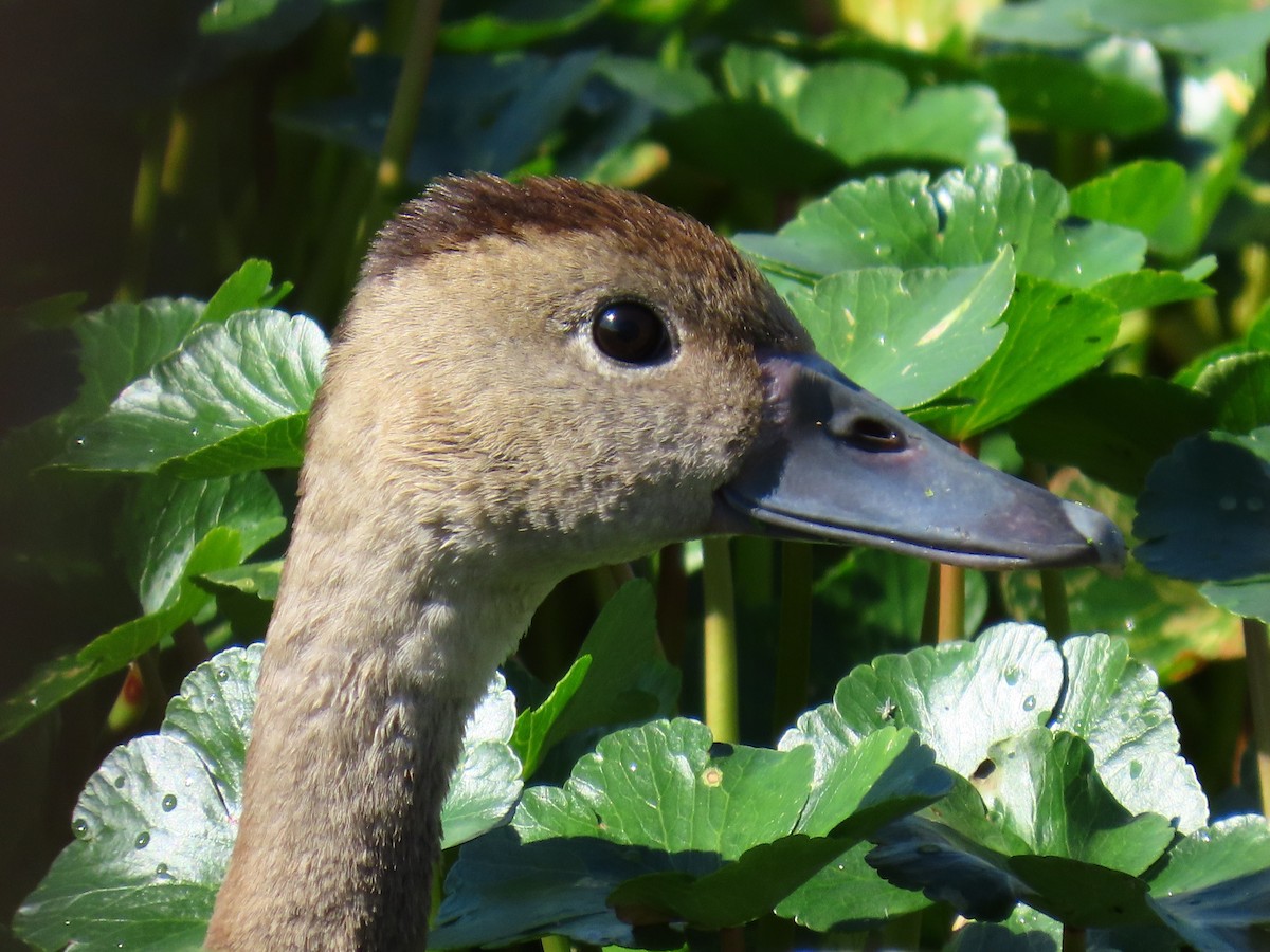 Black-bellied Whistling-Duck - ML646049989