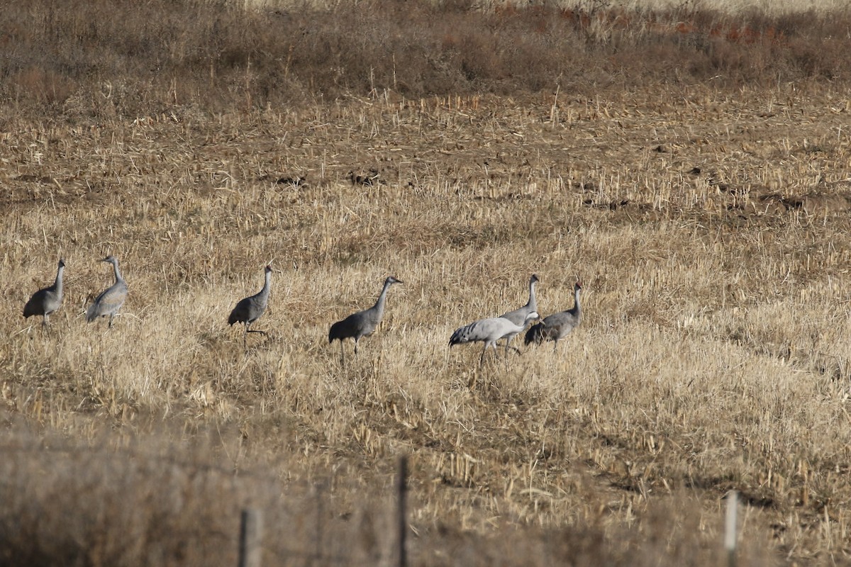 jeřáb popelavý - ML646049991