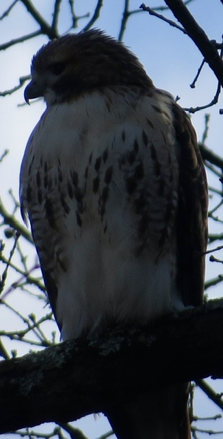 Red-tailed Hawk - ML646049993