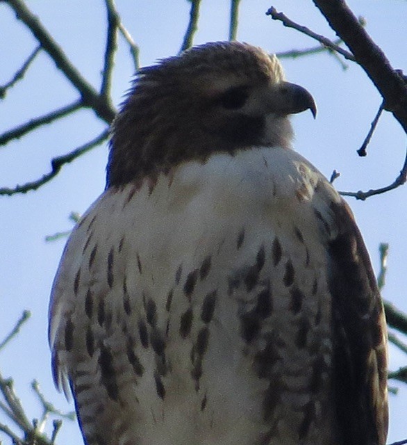 Red-tailed Hawk - ML646049994