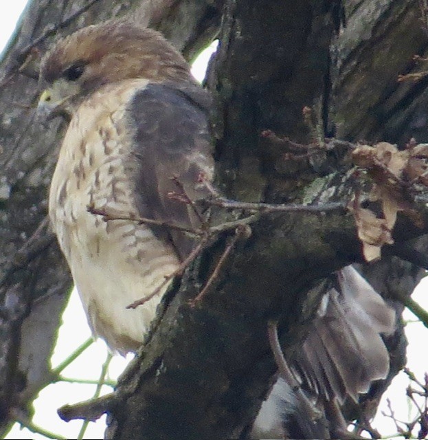 Red-tailed Hawk - ML646049995