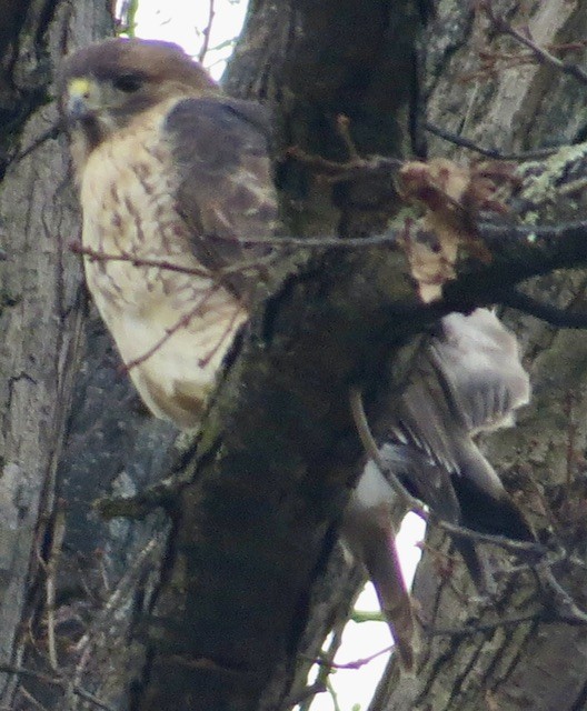 Red-tailed Hawk - ML646049996
