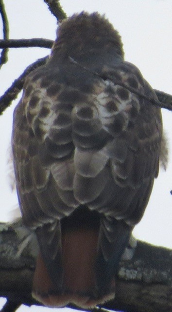 Red-tailed Hawk - ML646049997