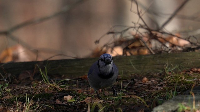 Blue Jay - ML646049998