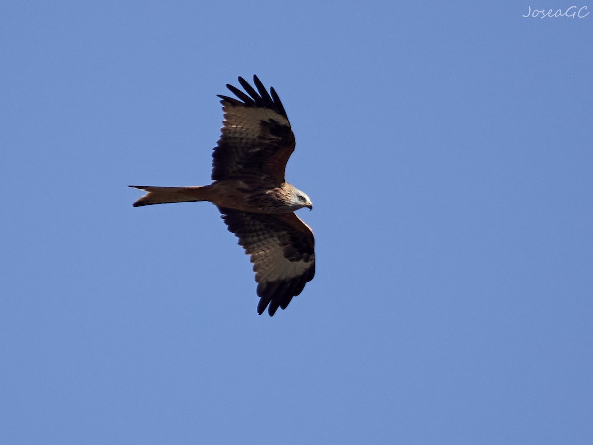 דיה אדומה - ML646049999