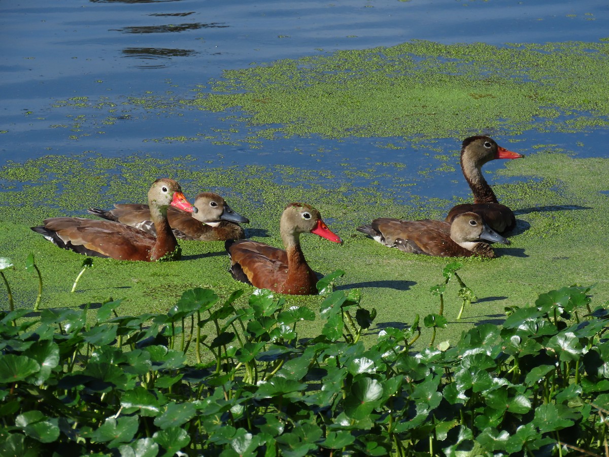 Black-bellied Whistling-Duck - ML646050005