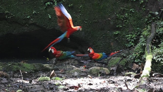 Red-and-green Macaw - ML646050006
