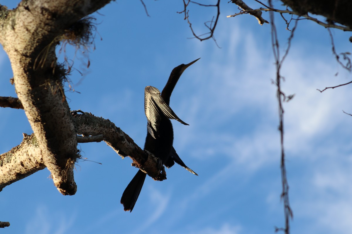 Anhinga - ML646050009