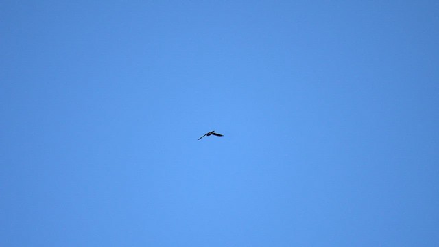 Merlin (Taiga) - ML646050016