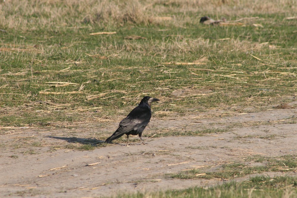 Ekin Kargası - ML646050018