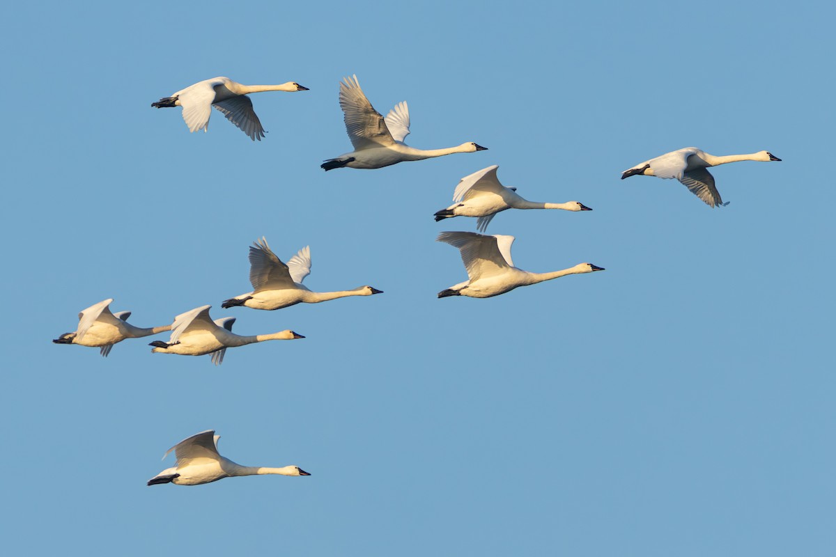Tundra Swan - ML646050021