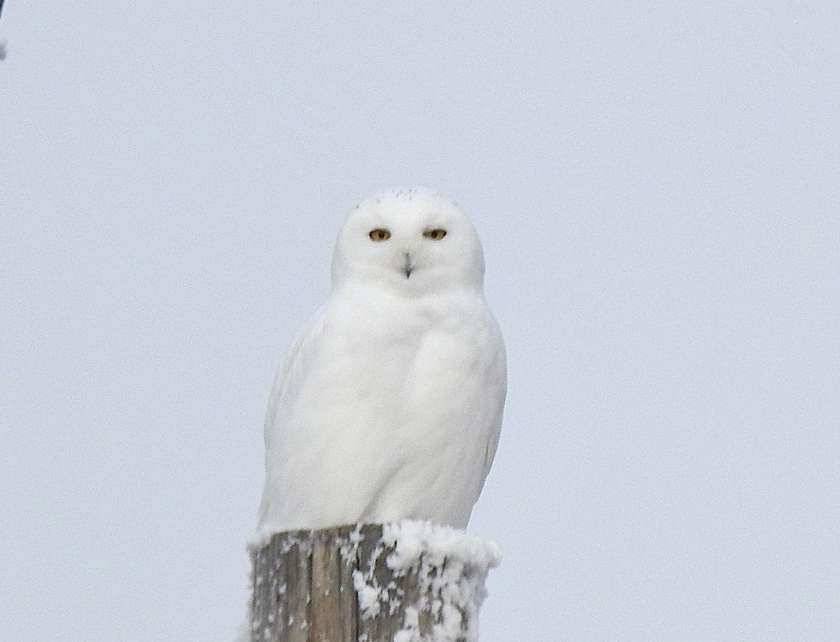 Snowy Owl - ML646050022