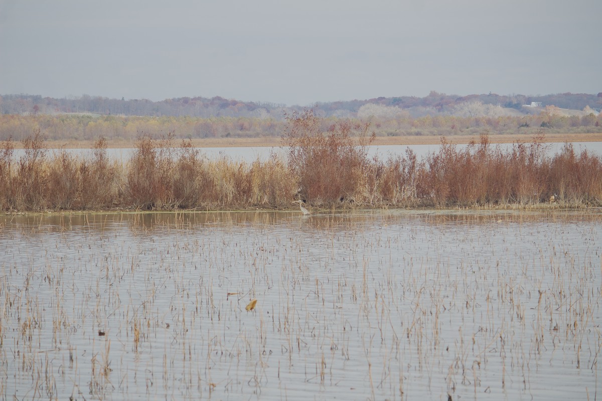 Great Blue Heron - ML646050024