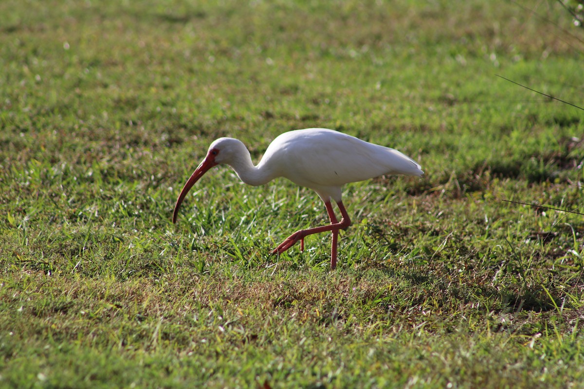 Ібіс білий - ML646050026