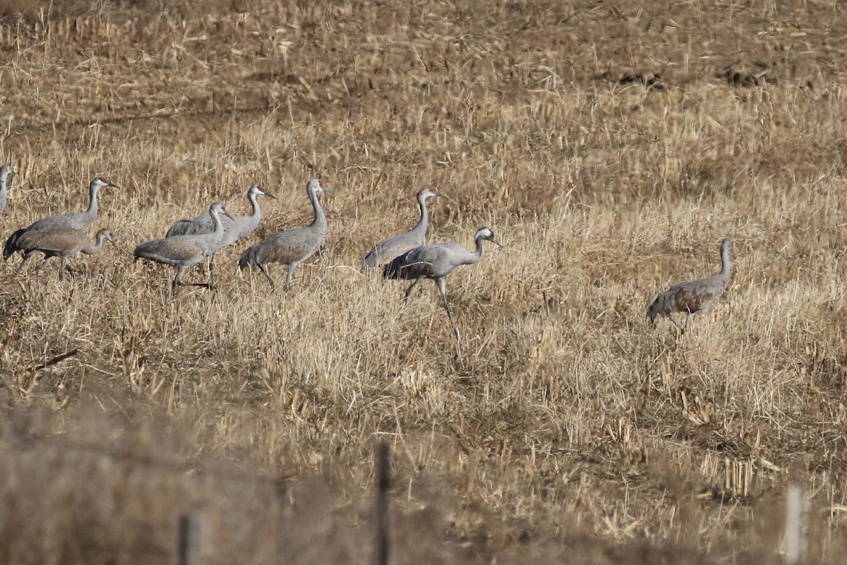 jeřáb popelavý - ML646050028