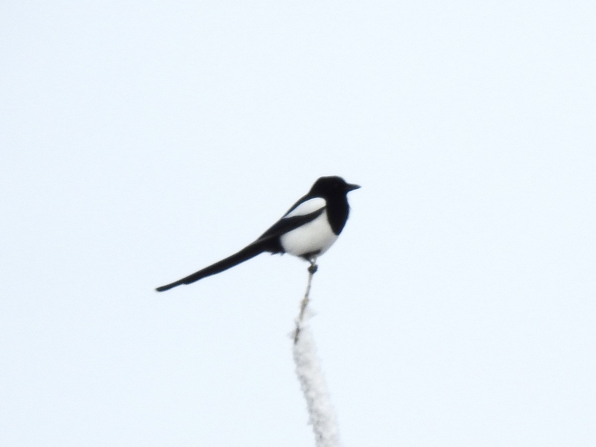 straka americká - ML646050029