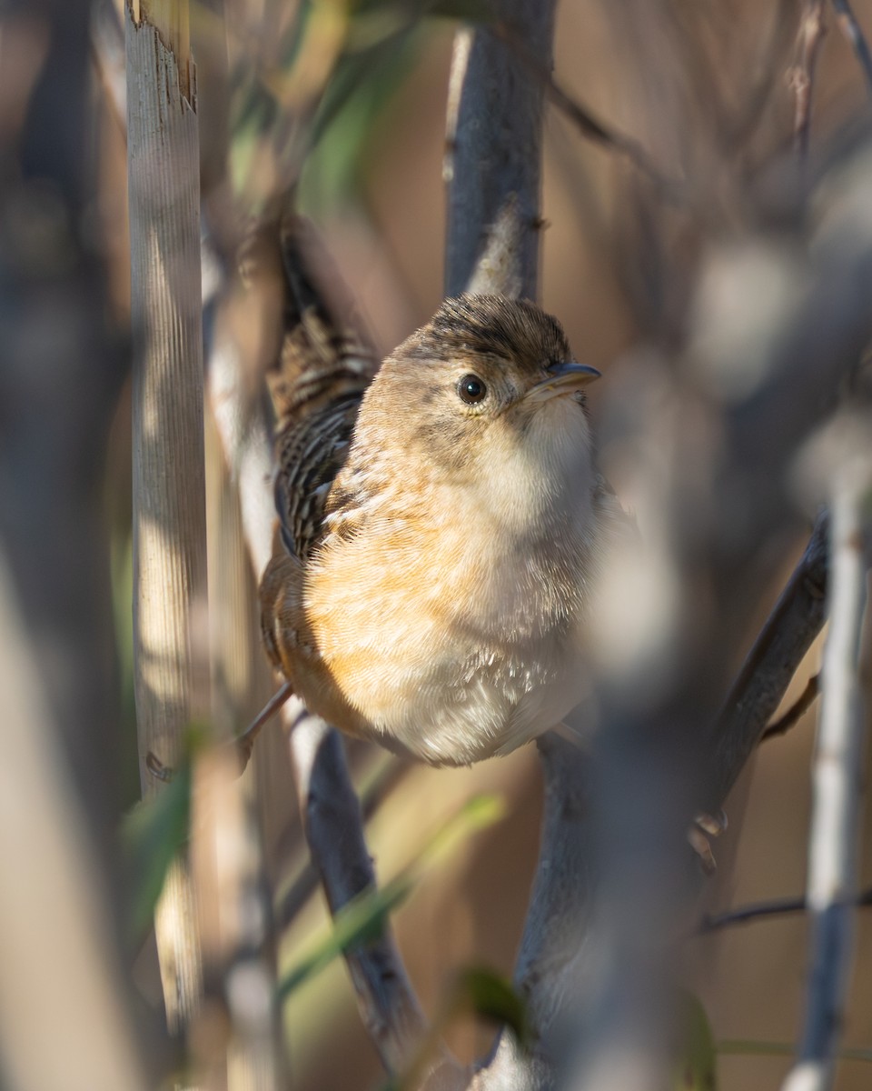 Sedge Wren - ML646050050