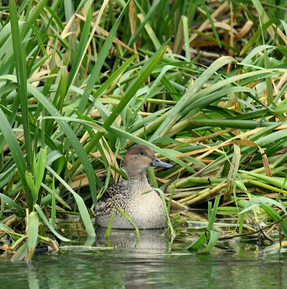 Northern Pintail - ML646050058