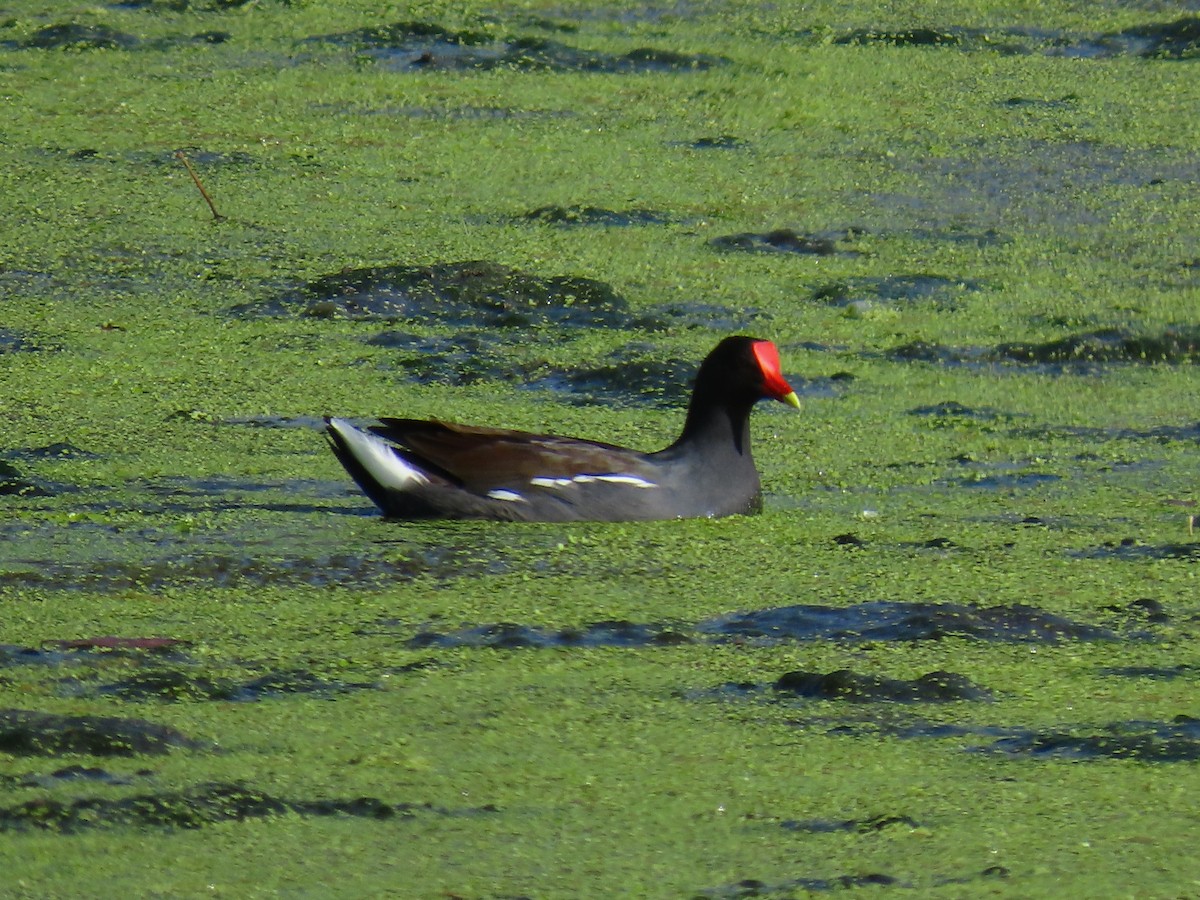 Common Gallinule - ML646050063