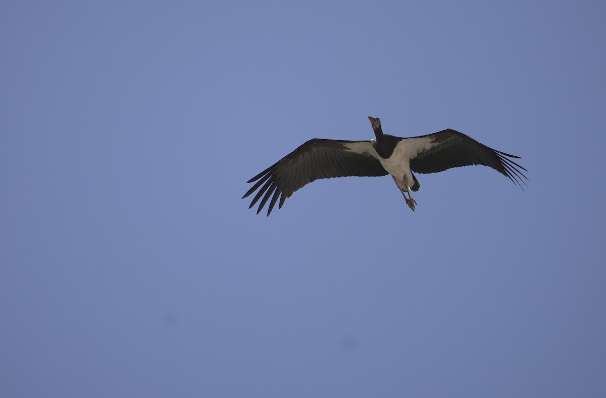 Abdim's Stork - ML646050065