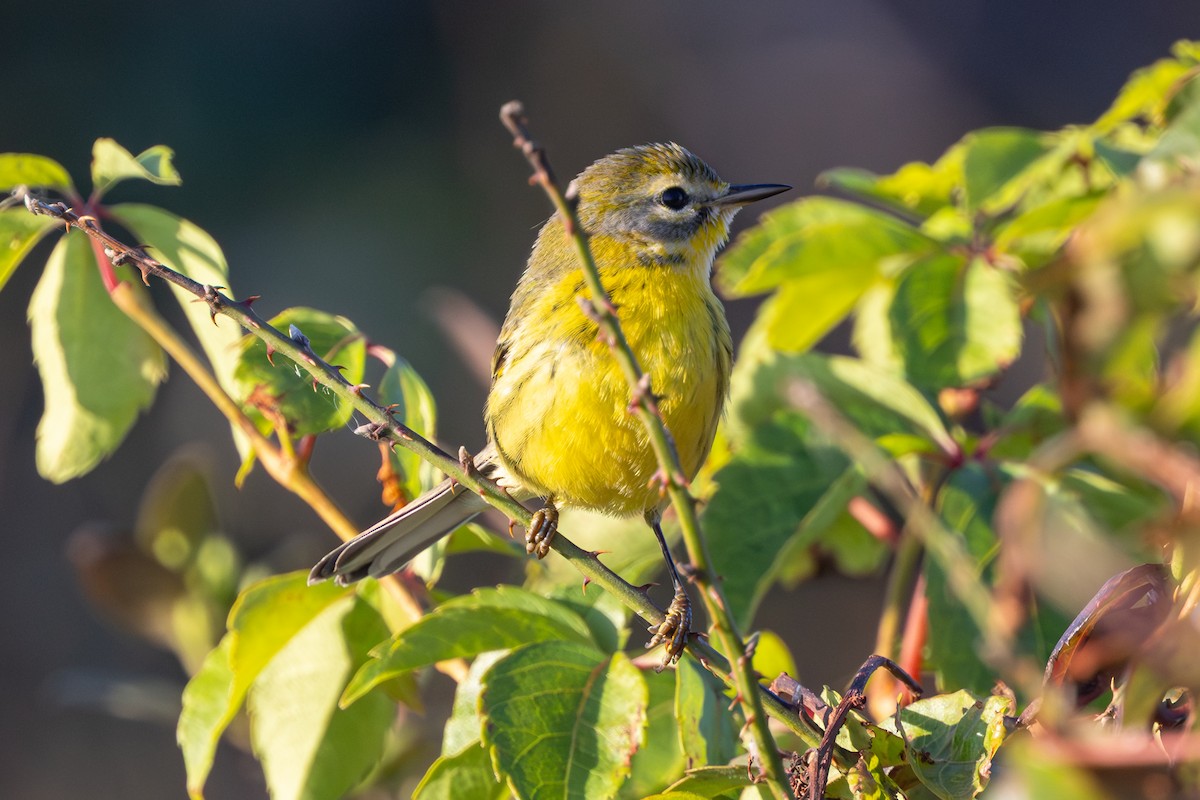 Prairie Warbler - ML646050069