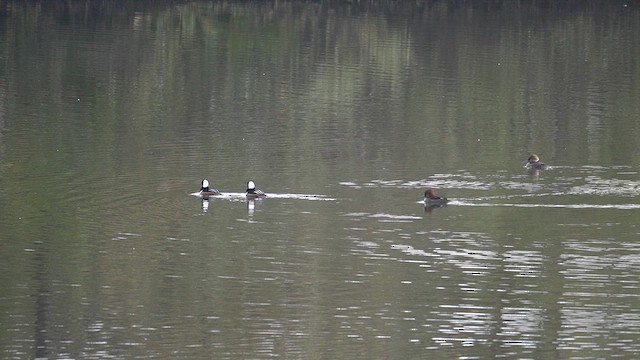 Hooded Merganser - ML646050074