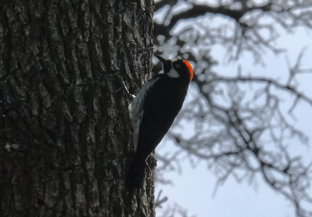 Acorn Woodpecker - ML646050075