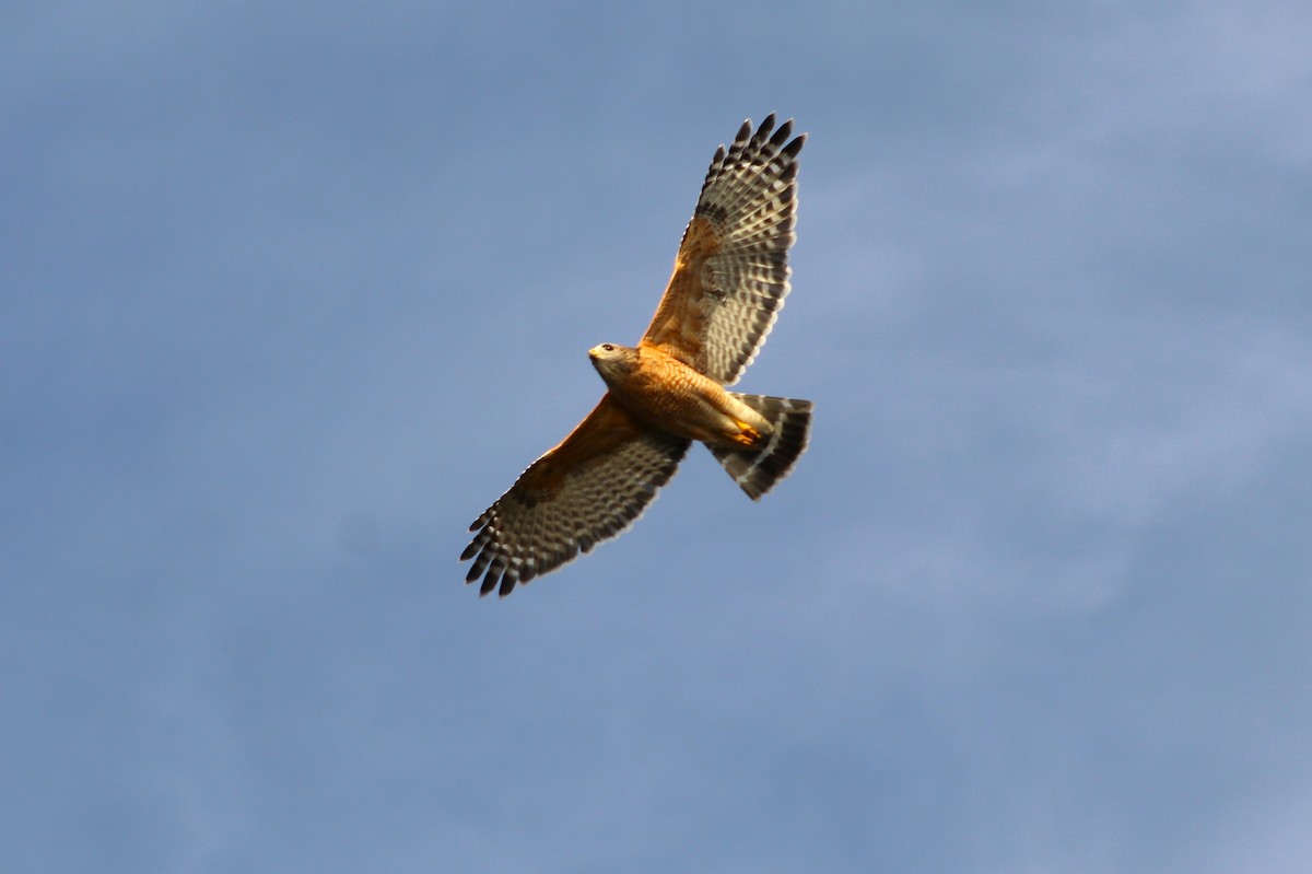 Red-shouldered Hawk - ML646050077