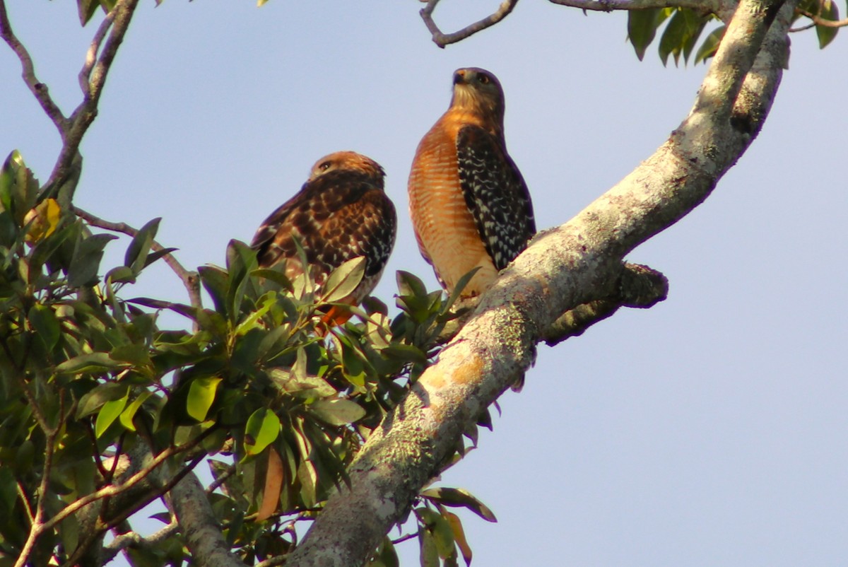 Red-shouldered Hawk - ML646050078