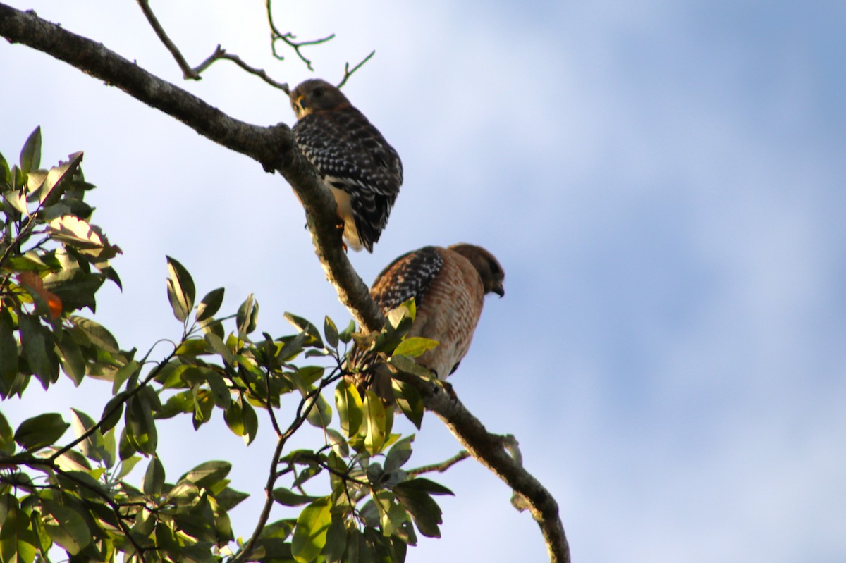 Red-shouldered Hawk - ML646050079