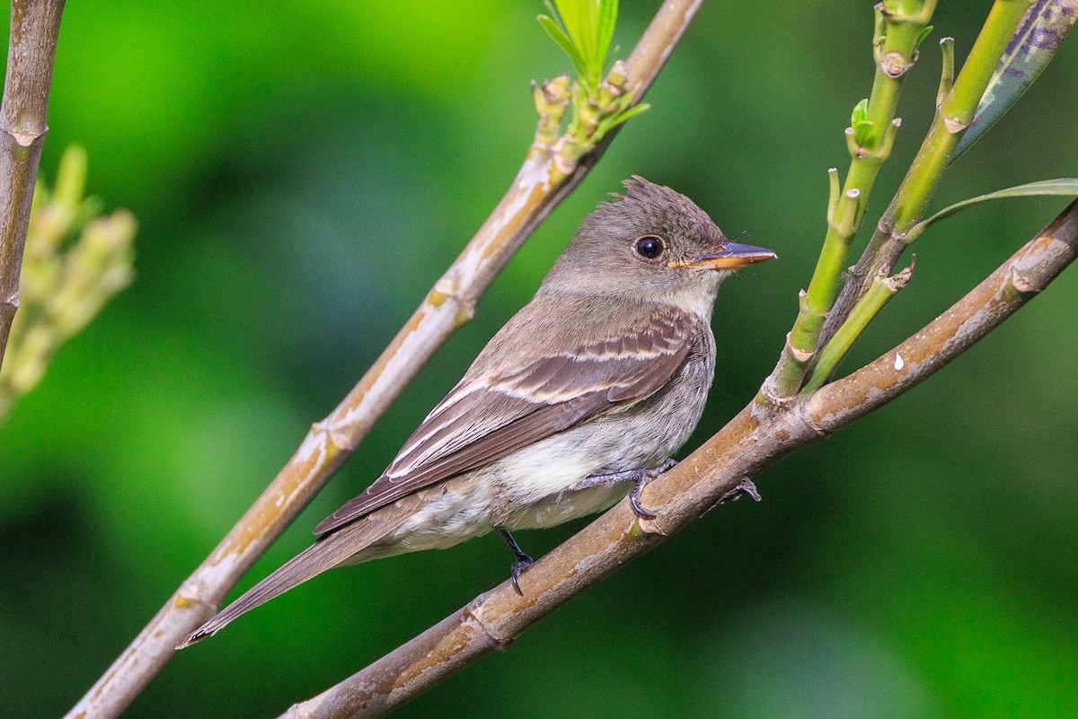 Eastern Wood-Pewee - ML646050084
