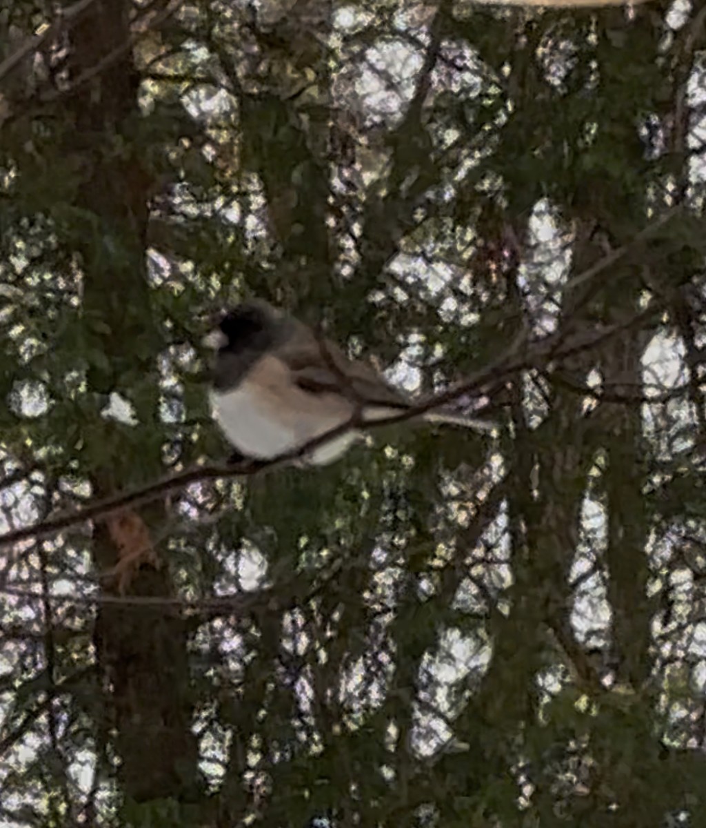 Юнко сірий - ML646050085