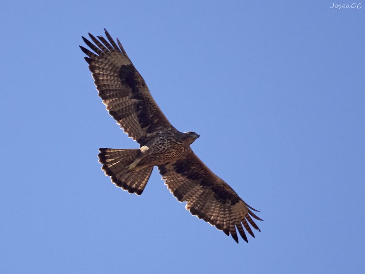 עיט ניצי - ML646050086