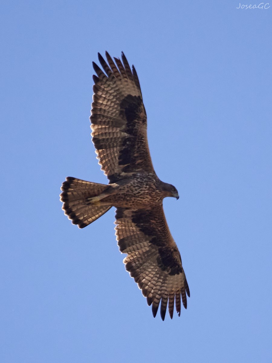 עיט ניצי - ML646050087