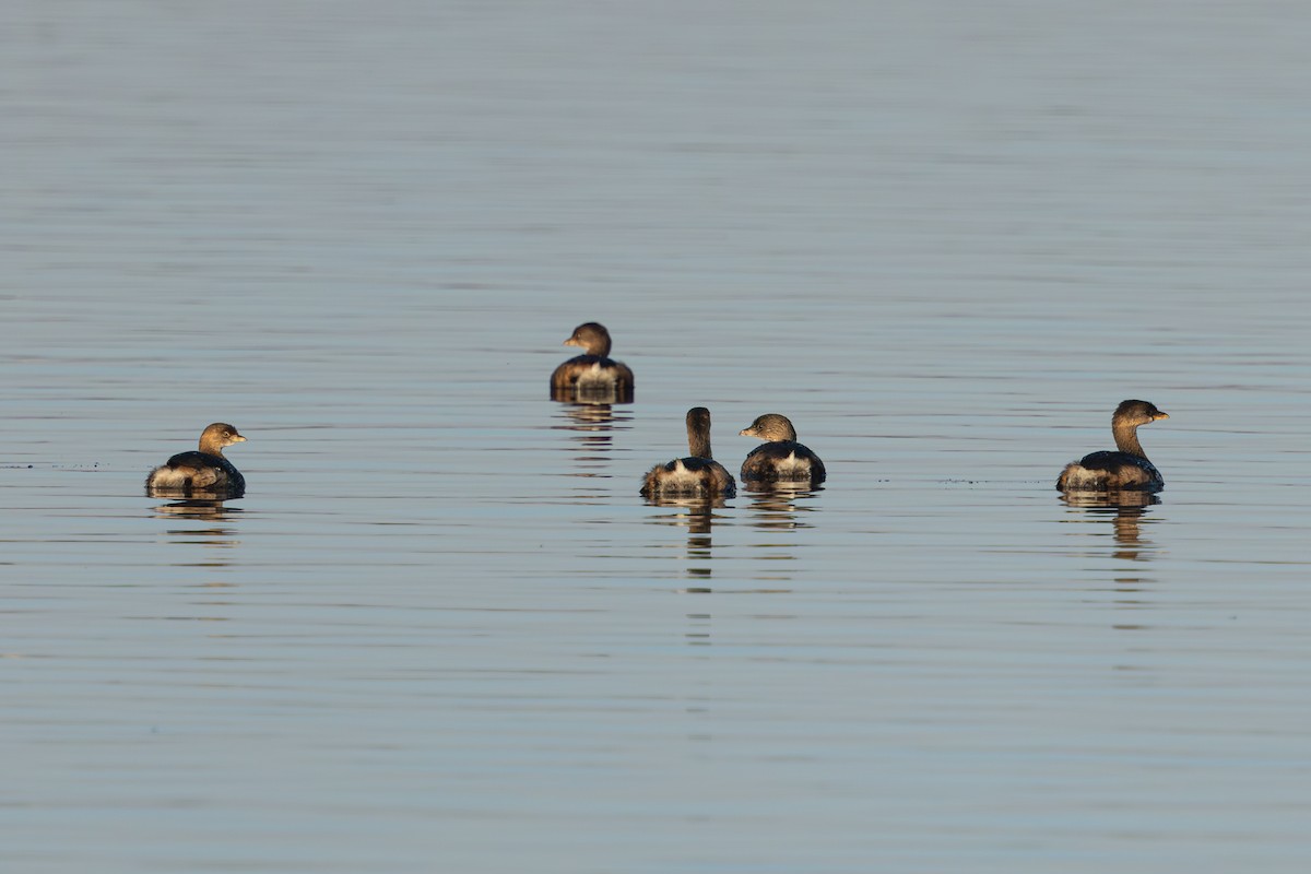 Pied-billed Grebe - ML646050088