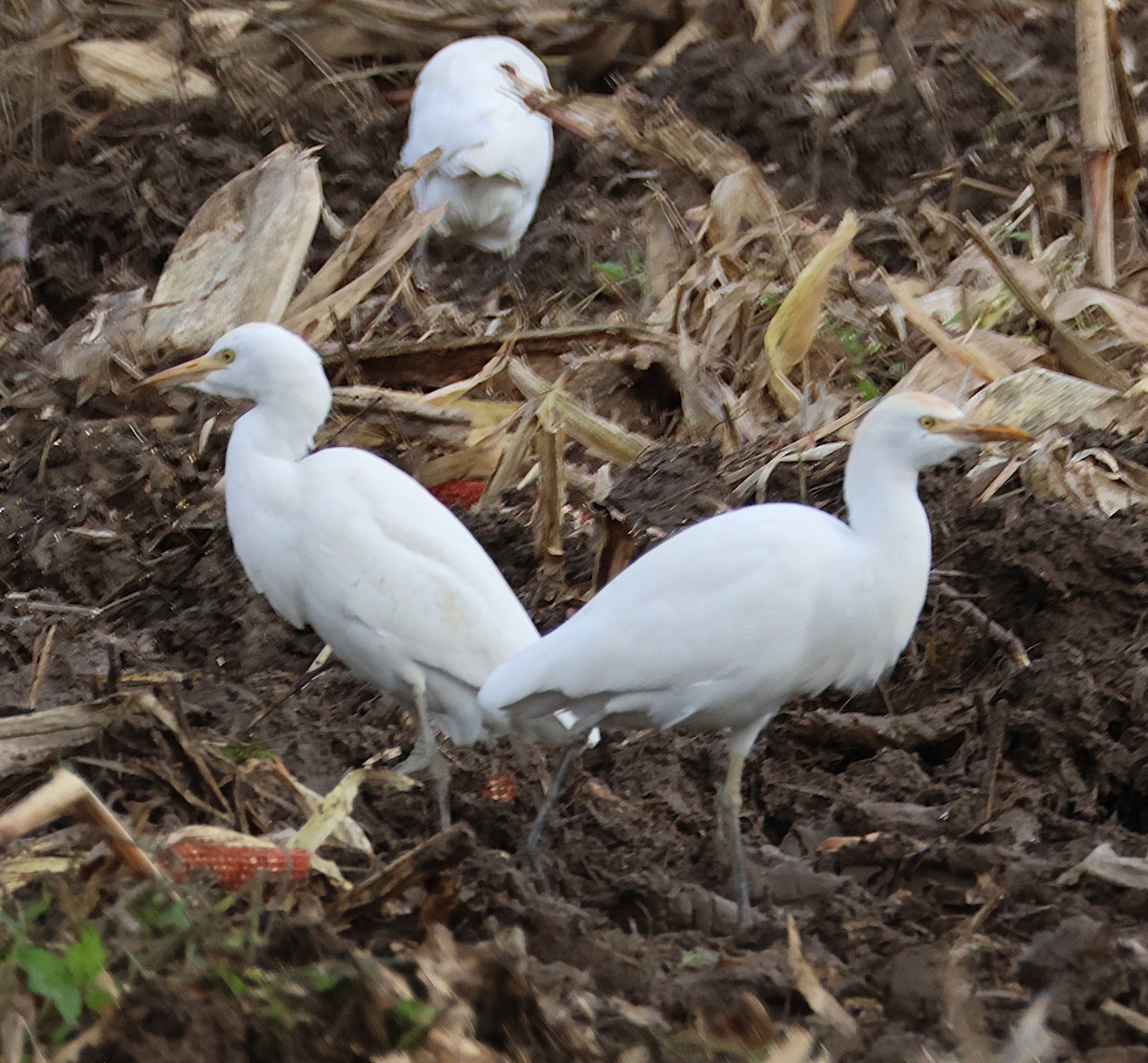 Western Cattle-Egret - ML646050089