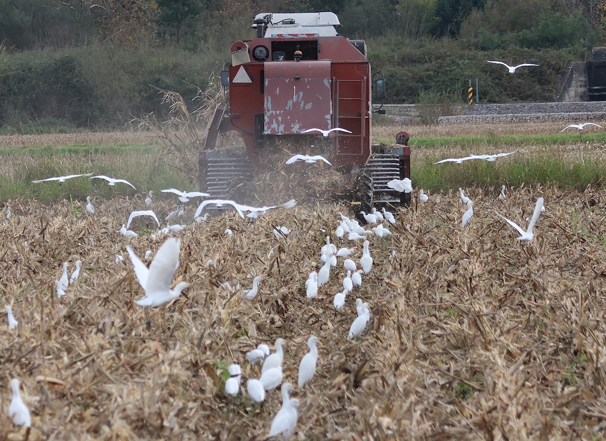 Western Cattle-Egret - ML646050090