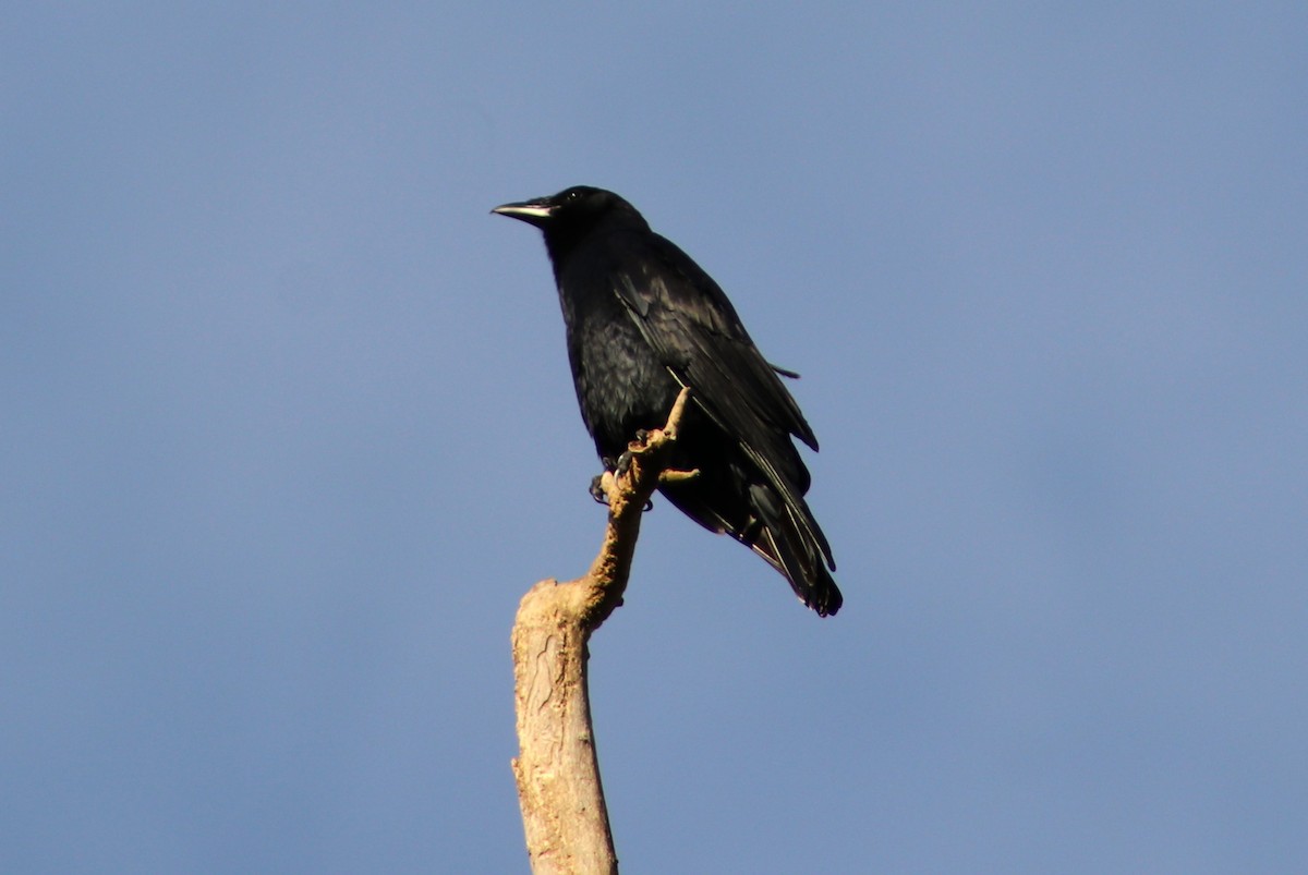 American Crow - ML646050094