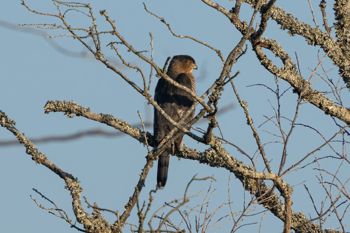 Cooper's Hawk - ML646050096