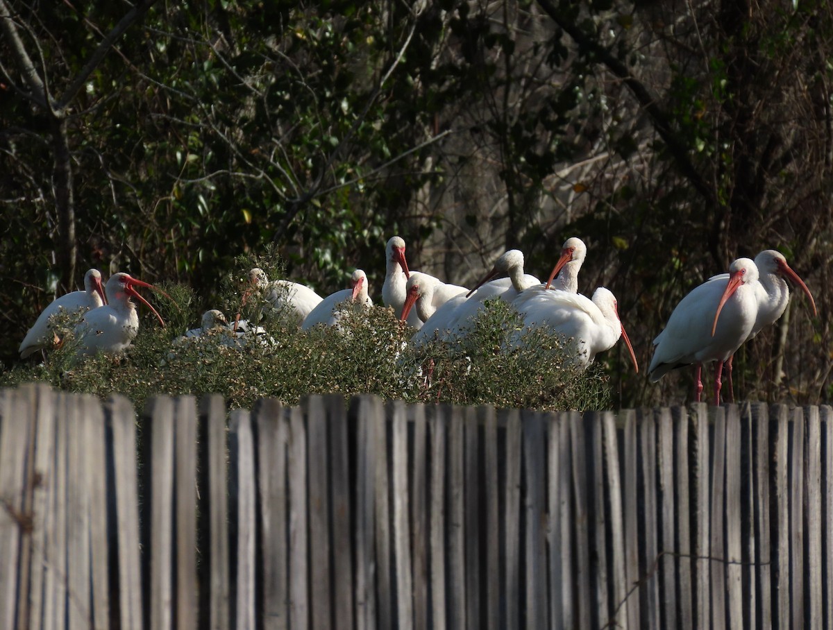 Ібіс білий - ML646050099