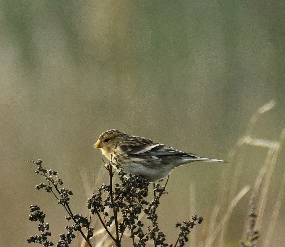 Twite - ML646050103