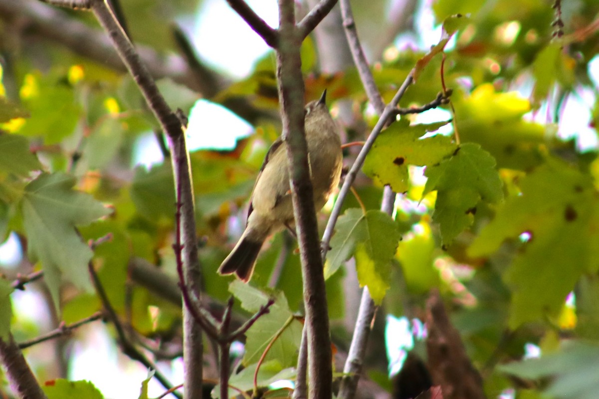 ルビーキクイタダキ - ML646050105