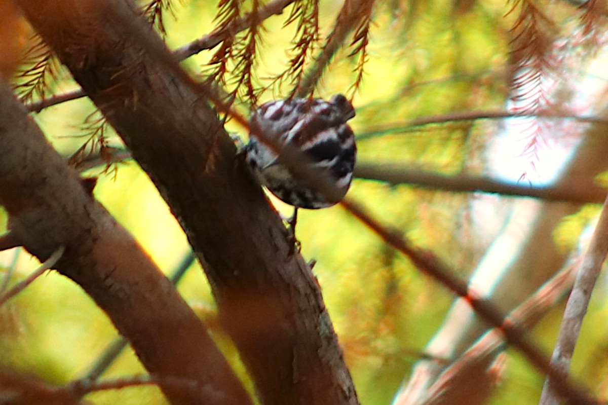 Black-and-white Warbler - ML646050114