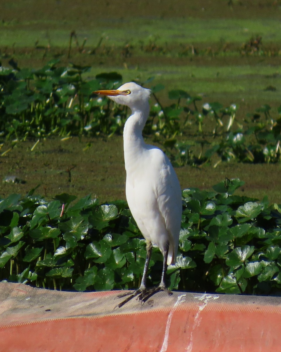 Western Cattle-Egret - ML646050115