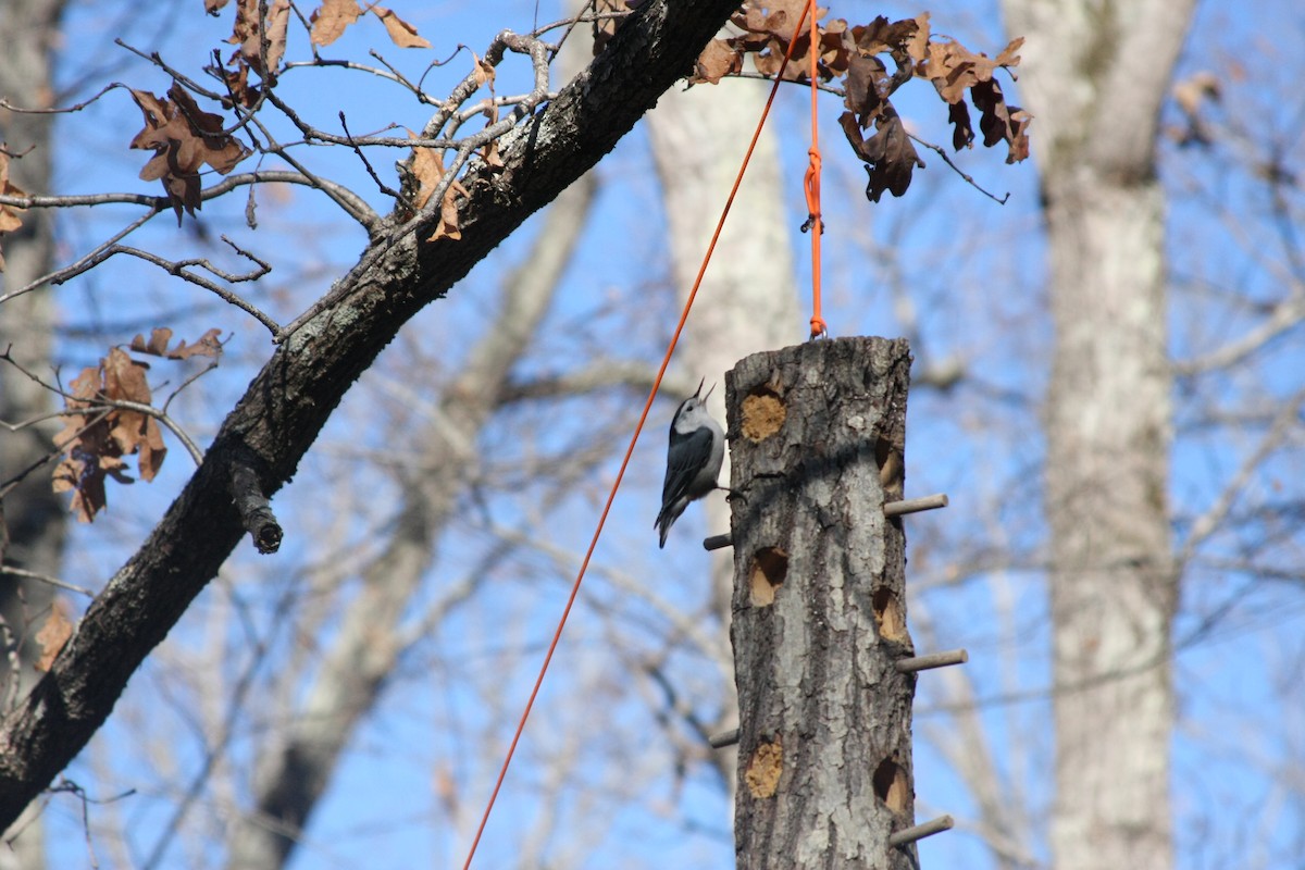 White-breasted Nuthatch (Eastern) - ML646050118