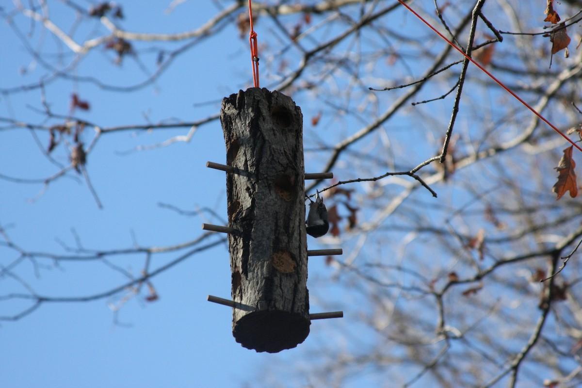 White-breasted Nuthatch (Eastern) - ML646050119
