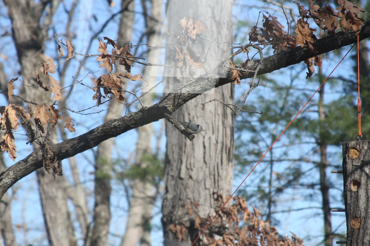 White-breasted Nuthatch (Eastern) - ML646050122
